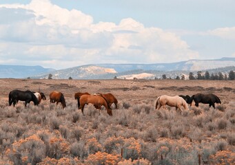 herd of horses