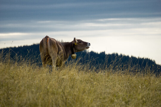 Kuh auf der Weide in Allgäuer Alpen im Sommer mit dunklen Regenwolken im Hintergrund