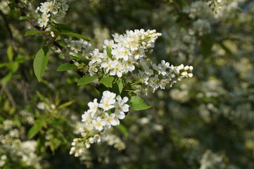 blossoming tree
