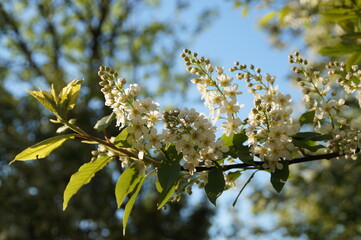 blossoming apple tree