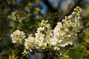 blossoming tree