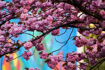 pink cherry blossom