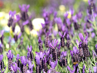 Obraz premium ラベンダーの花