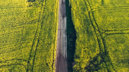 Aerial view of rapeseed field and rural road in the middle. yellow summer