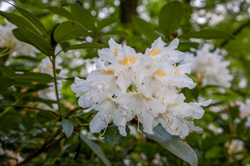 Beautiful white Rhododendron flowers in the forest near the nature reserve called 