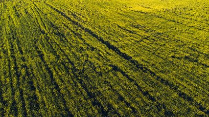 Aerial view of rapeseed field