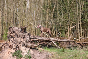 Weimaraner dog shows its character ...