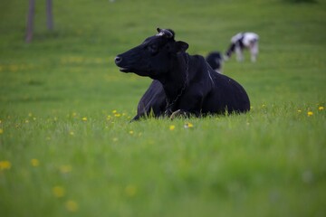 cow  slipping in the field on the diner