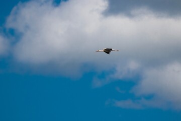 Stork  flying in the blue sky