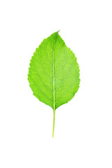 Green leaf isolated on a white background.