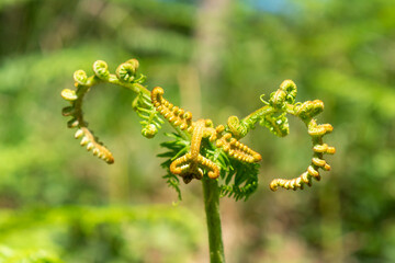 Curled new shoot of a fern with buds