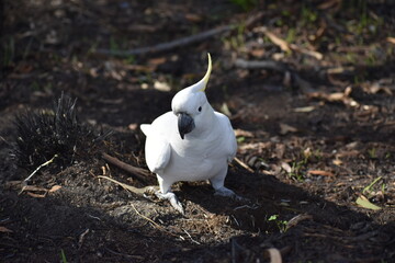 White cockatoo