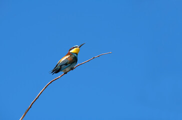 The Rainbow Bee-eater is perched on a tree branch. The bird comes from a bird family called Meropidae and is found in Turkey.