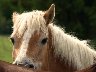 Portrait of a horse which is comforting another horse by biting his back. Closeup, selective focus