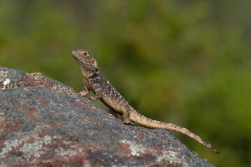 Spiny lizard (Laudakia stellio) on the rock