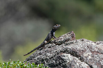 Spiny lizard (Laudakia stellio) on the rock
