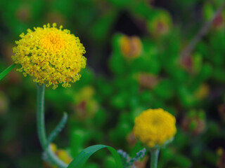 Nice chamomile flower in the garden.
