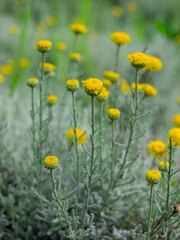 Nice chamomile flower in the garden.