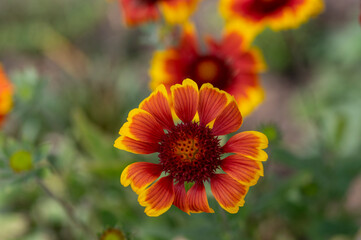 Gaillardia aristata red yellow flower in bloom, common blanketflower bright colorful flowering plant, green leaves