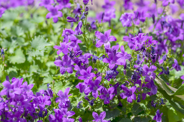 Campanula portenschlagiana bellflowers plants in bloom, deep purple dalmatian bellflower flowering...