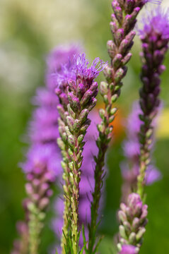 Liatris spicata deep purple flowering plant, group of flowers on tall stem in bloom