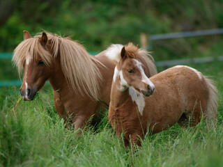 Miniature Pony and Foal