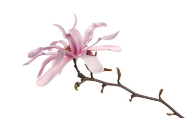 Magnolia tree branch with beautiful flower isolated on white