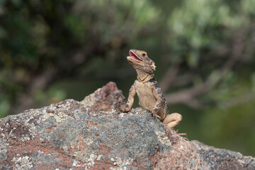Spiny lizard (Laudakia stellio) on the rock
