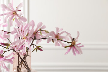 Magnolia tree branches with beautiful flowers in glass vase on white background, closeup
