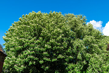 Blühende Kastanienbäume