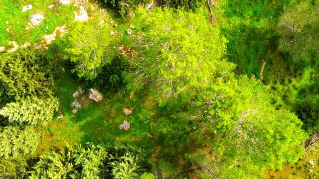 Aerial Shot Of Green Trees In Ben Shemen Forest, Drone Flying Forward On Sunny Day
