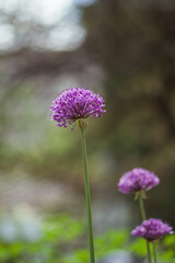 Purple flowers of decorative bow on a natural green blurred background. Selected focus, shallow depth of field. Aflatunsky onion lat: Allium aflatunense