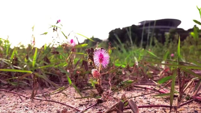 4k footage of Flying honey bee collecting pollen at pink flower