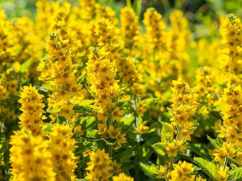 A large group of Dotted Loosestrife, Lysimachia punctata, common yellow perennial garden flower blooming in a sunny garden            
