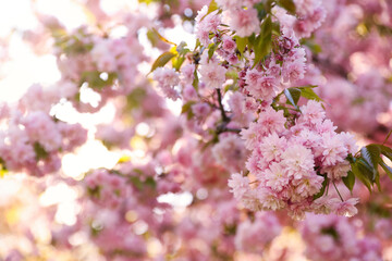 Beautiful blossoming sakura outdoors on sunny spring day, space for text