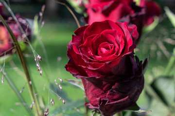 Rote aufblühende Rose vor grünem Hintergrund