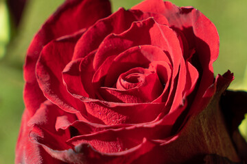 Rote aufblühende Rose vor grünem Hintergrund