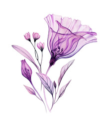 Watercolor floral arrangement. Hand painted artwork with transparent violet flower and purple leaves isolated on white. Botanical illustration for cards, wedding design
