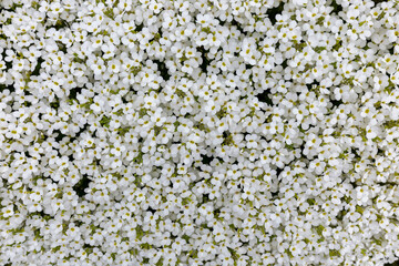 Spring scattering of white Aubrieta flowers among large stones in the garden. Ground cover ornamental plant white Aubrieta during spring flowering. "White Aubrieta" flowers or Aubretia flowers.