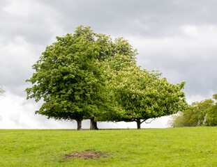 Fototapeta na wymiar three trees in the field
