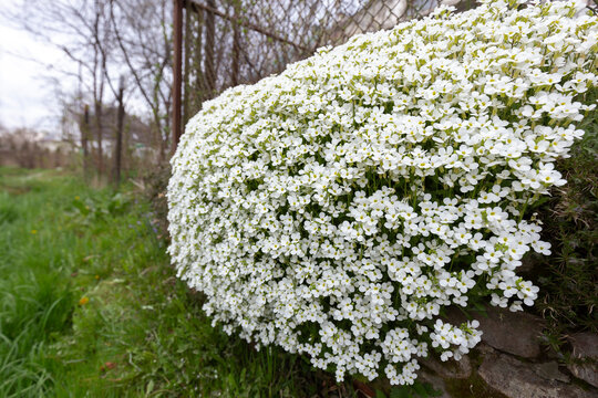 Spring scattering of white Aubrieta flowers among large stones in the garden. Ground cover ornamental plant white Aubrieta during spring flowering. "White Aubrieta" flowers or Aubretia flowers.