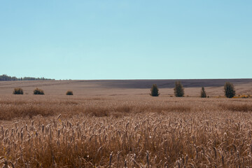 Fototapeta premium wheat field in the morning