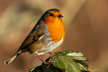 robin on a branch in the woods