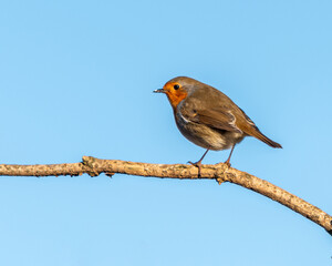 robin perched on a branch with blue sky