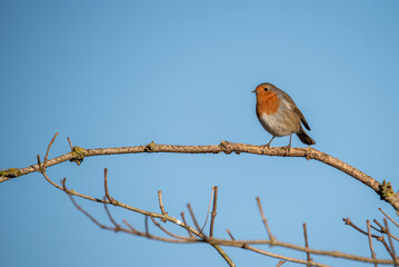 robin perched on a branch
