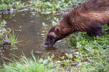 Wolverine, Gulo gulo, close up portrait while drinking from a pond. - 436005193