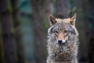 timber - grey wolf, Canis lupus, portrait facing towards camera with plain dark background. - 436005300