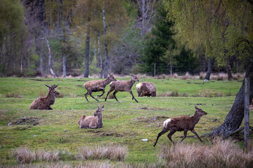 red deer, Cervus elaphus, young stags running and bucking in a field surrounded by woodland during spring in Scotland. - 436005328