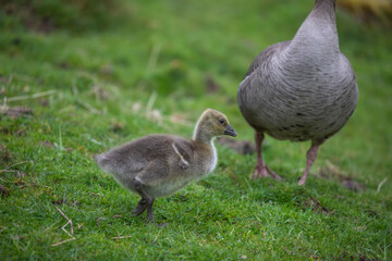 pink footed geese chick, close up portrait walking over grass in Scotland.