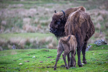 European bison, Bison bonasus, feeding young, calf in a field on an early summers morning. - 436005377